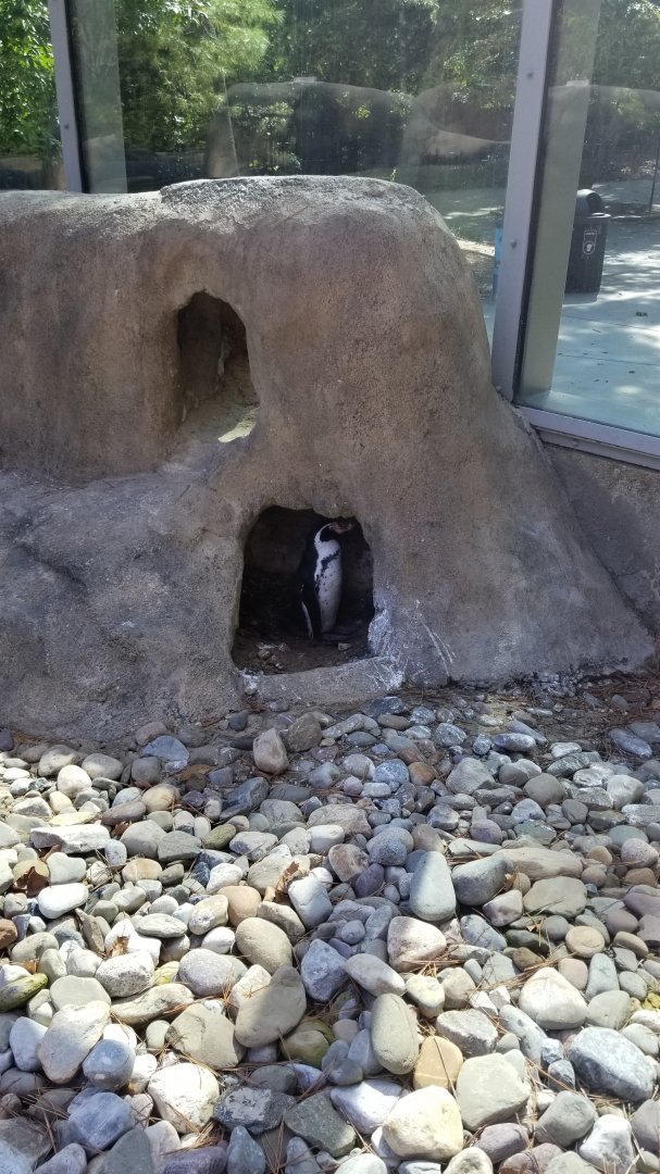 Philly Zoo - Humboldt Penguin in burrow