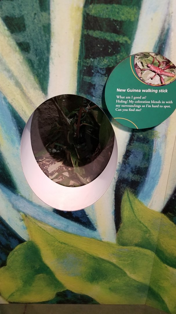 Philly Zoo - New Guinea Walking Stick