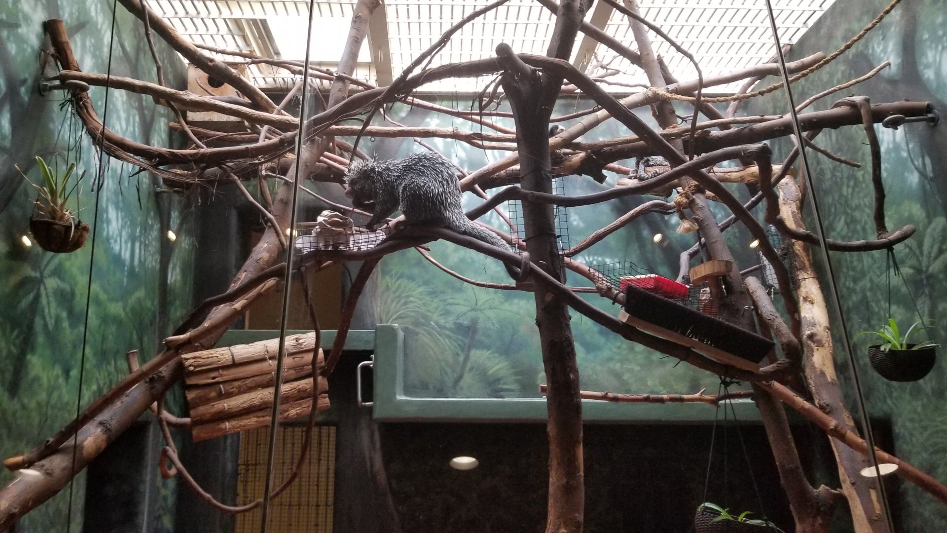 Philly Zoo - Porcupine lunch.