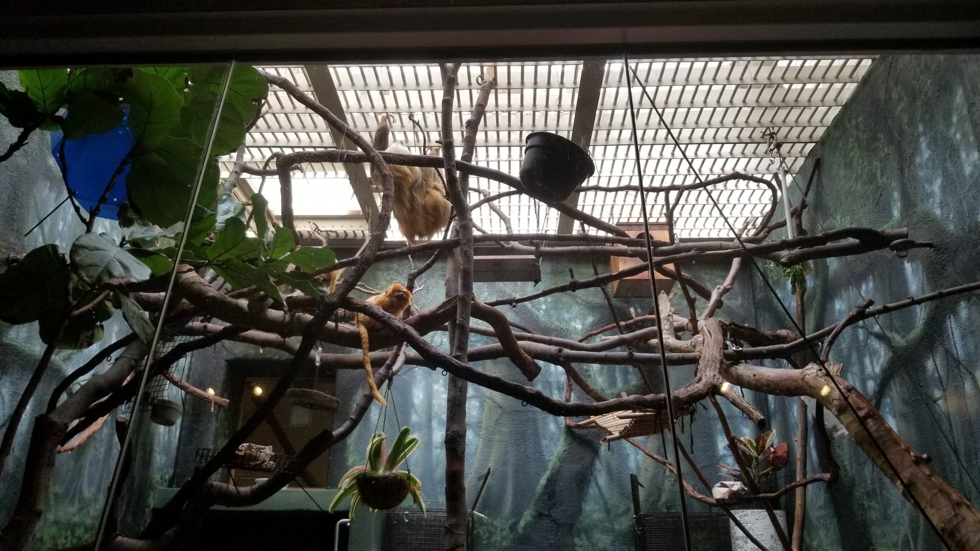 Philly Zoo - Sloth motoring about