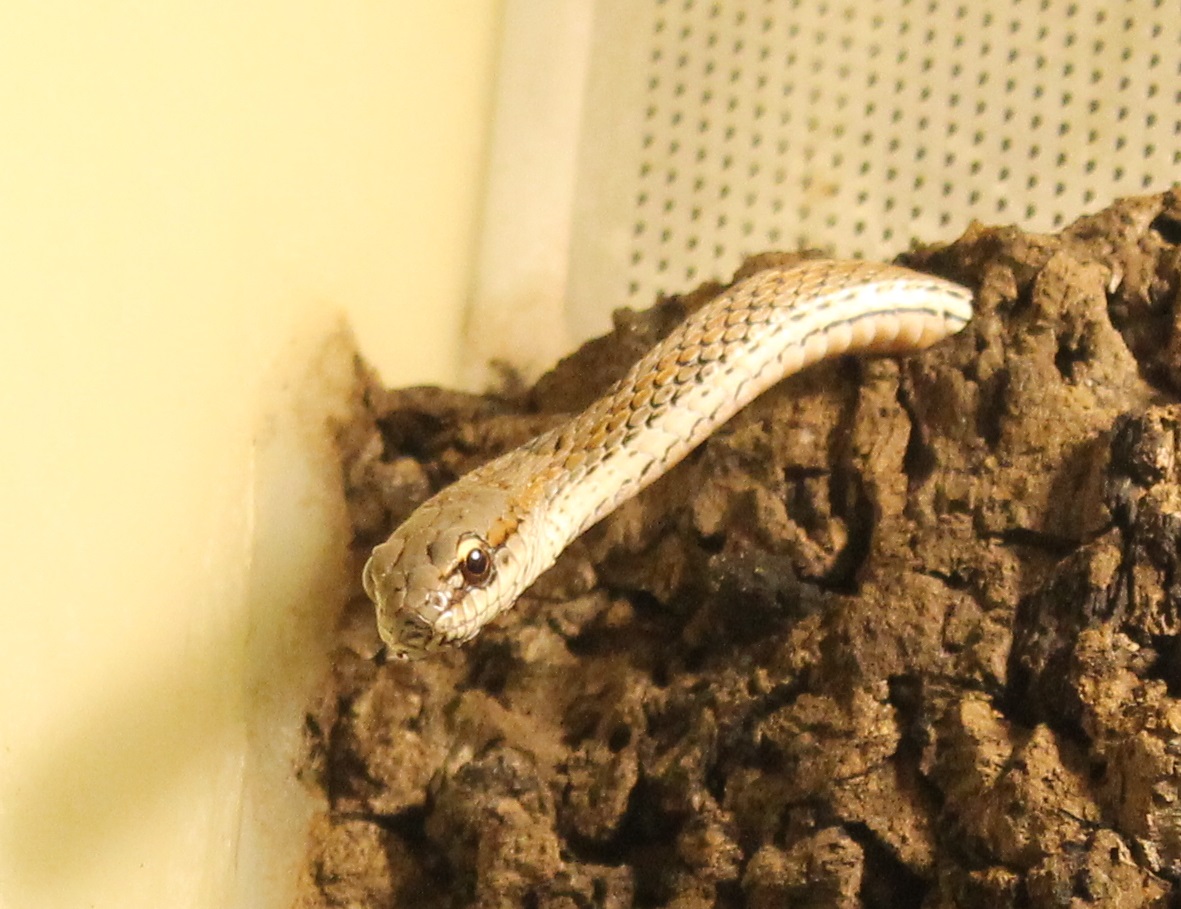 Philodryas psammophidea