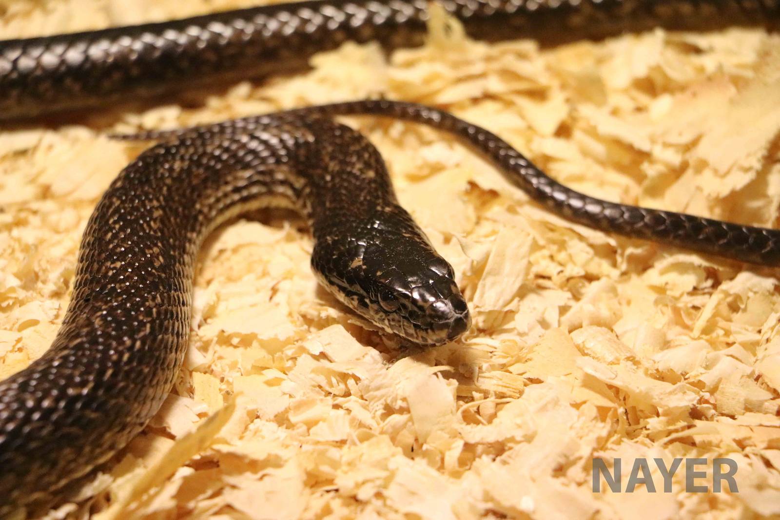 'Philodryas trilineatus' [sic]- Mendoza Serpentarium ('Centro Anaconda'), A