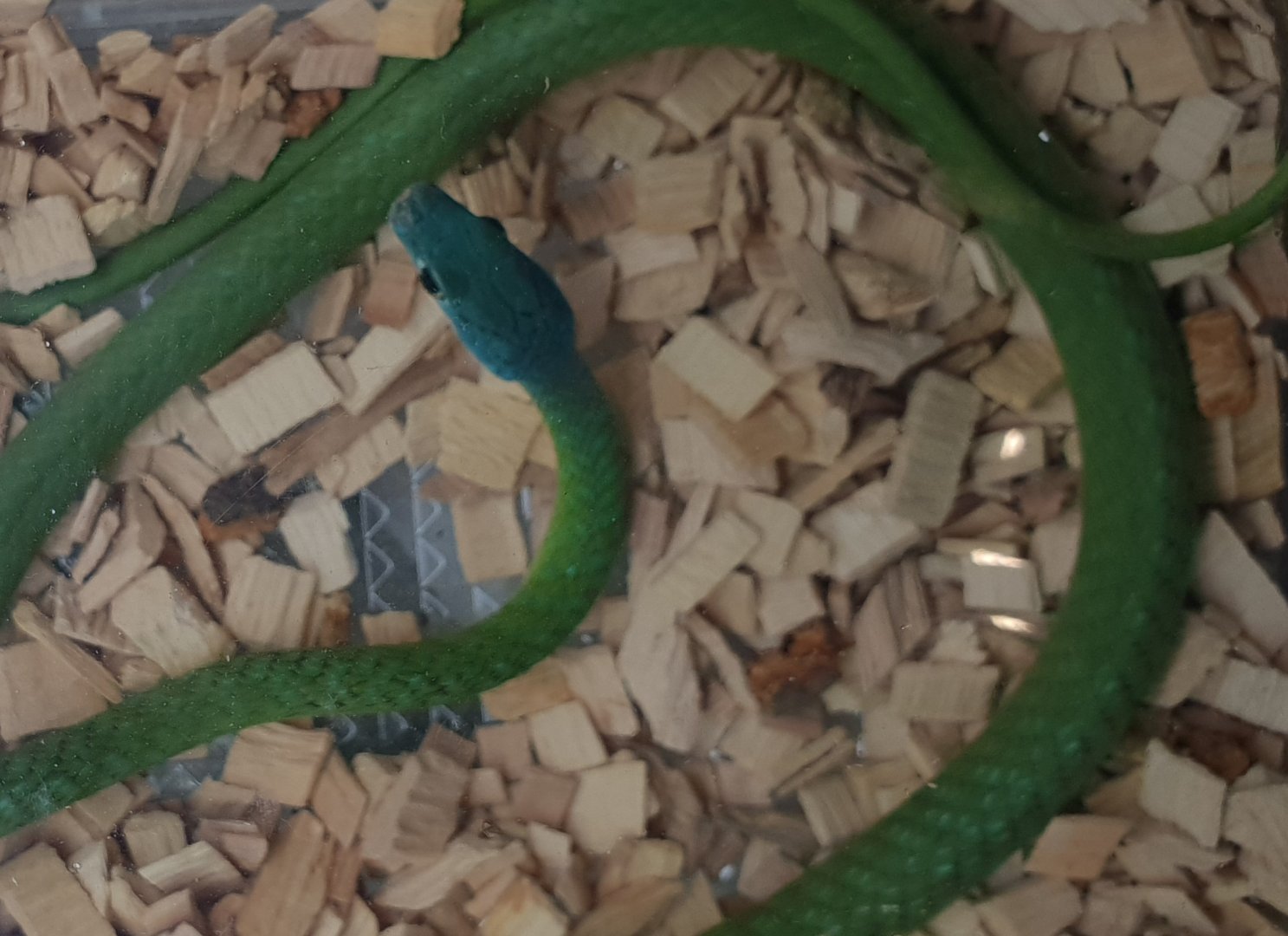 Philothamnus species