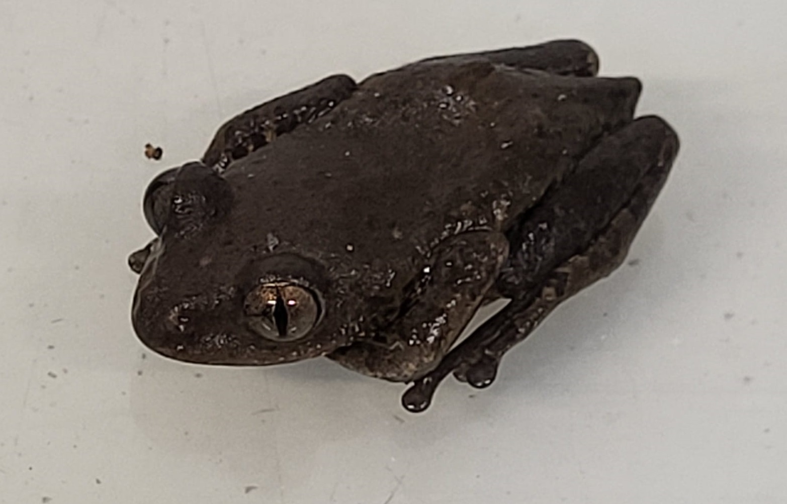 Phlyctimantis boulengeri