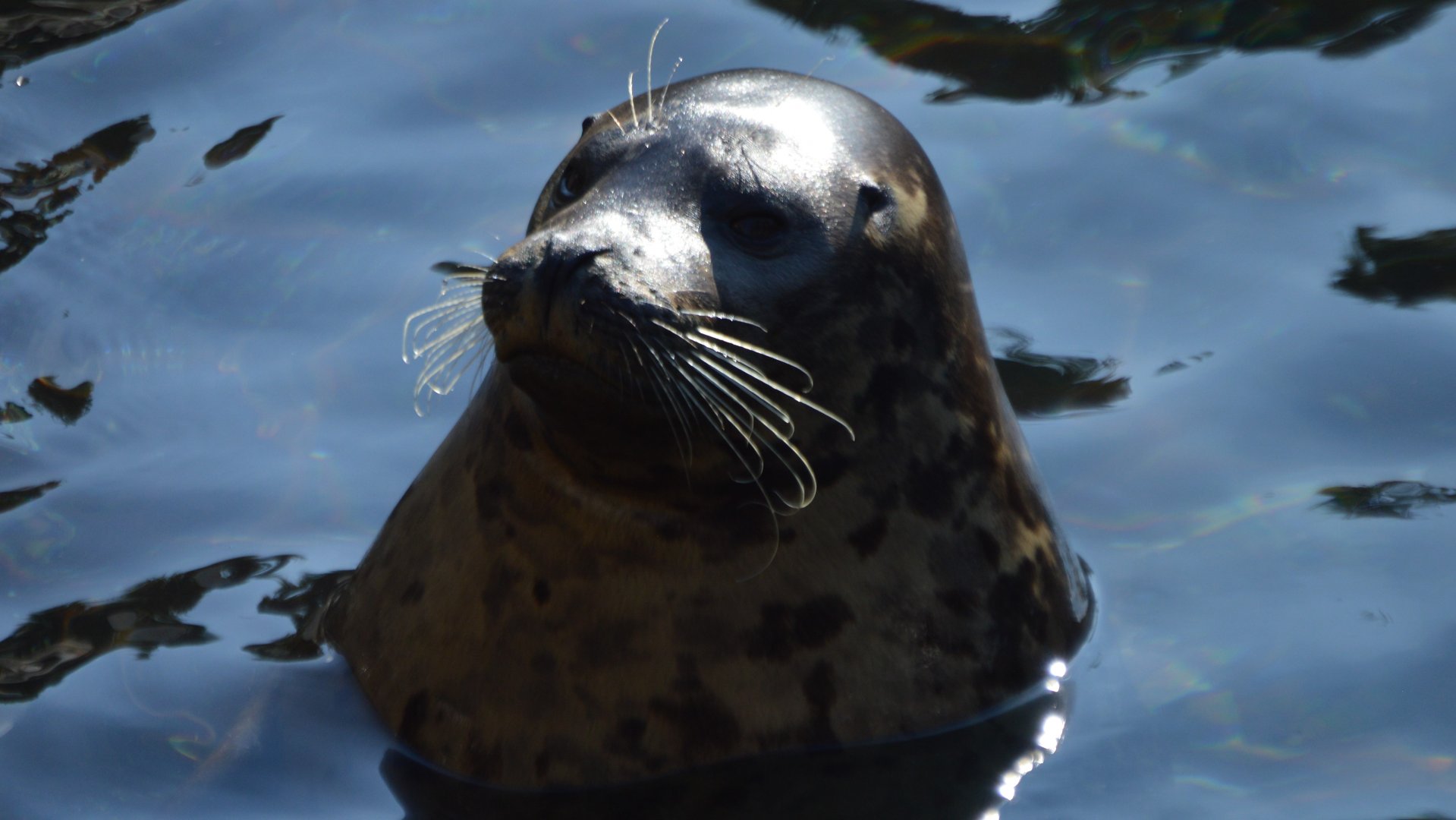 Phoca vitulina concolor