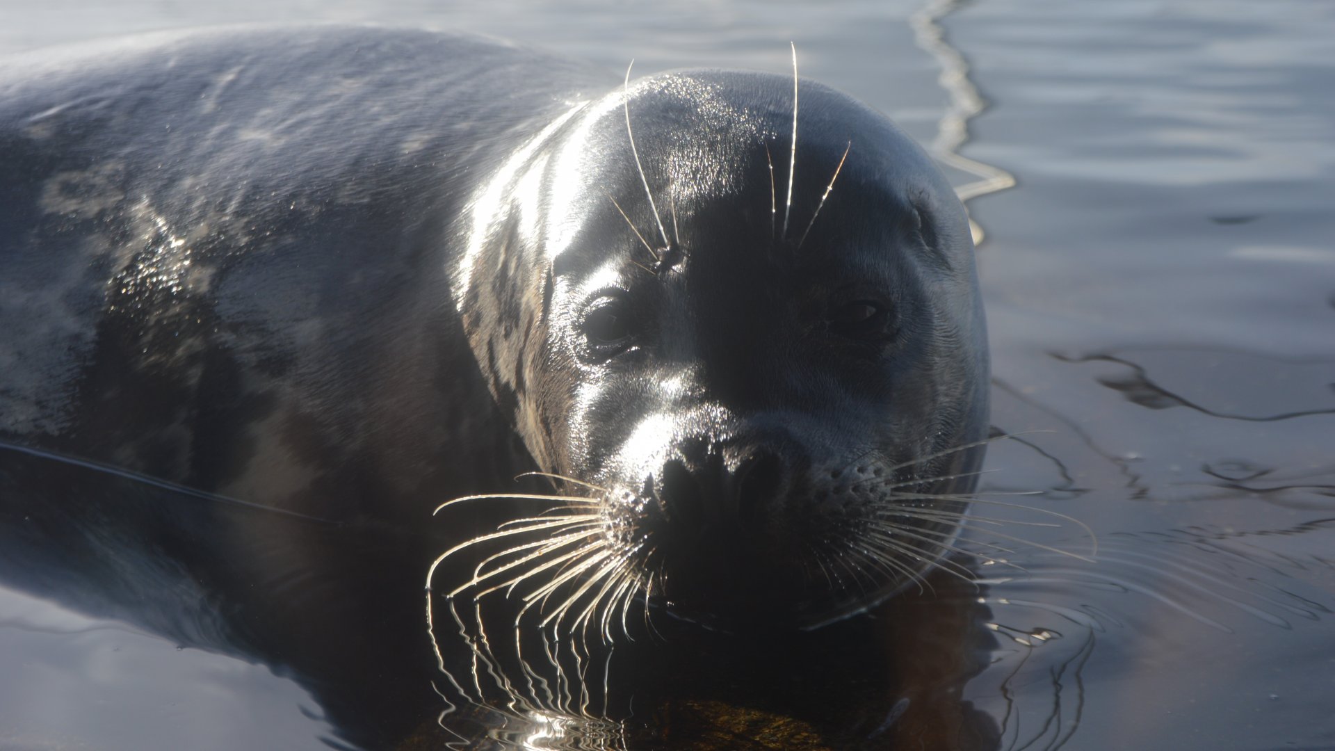 Phoca vitulina richardsi, "Hogan"