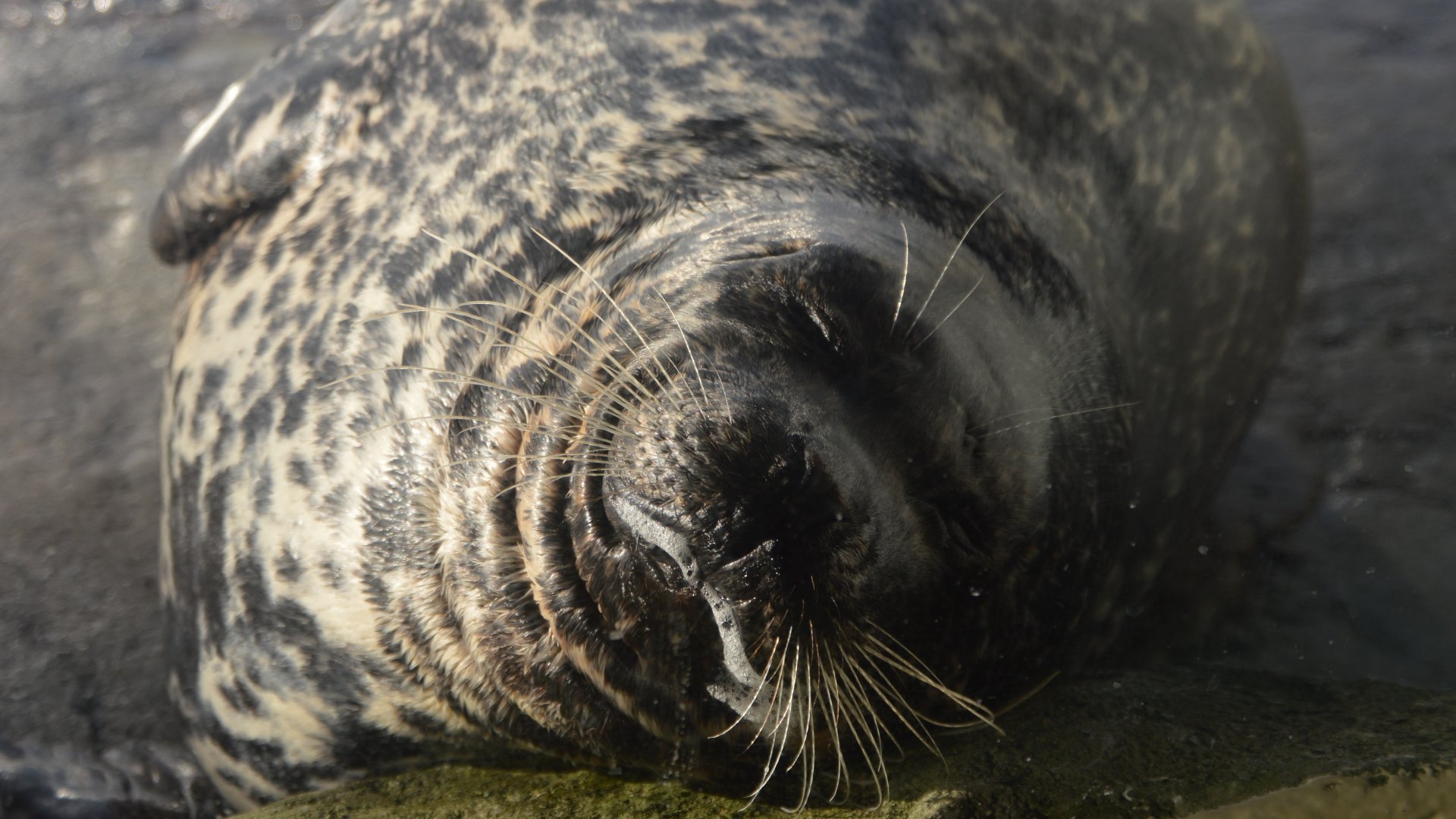 Phoca vitulina richardsi, "Q"