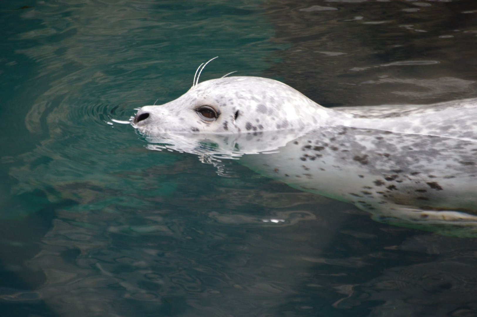 Phoca vitulina richardsi
