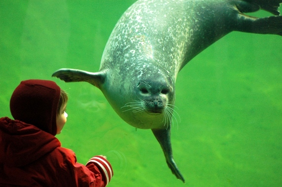 Phoca vitulina - Seal (Naturzoo Rheine, Germany)