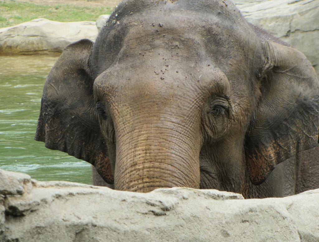 Phoebe - Asian Elephant