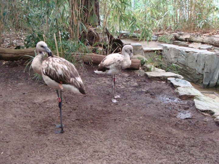 Phoecincopterus chilensis