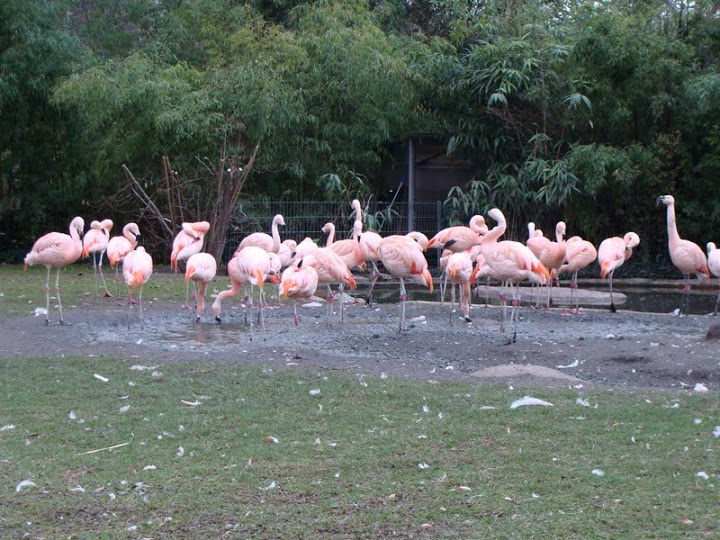 Phoecincopterus chilensis