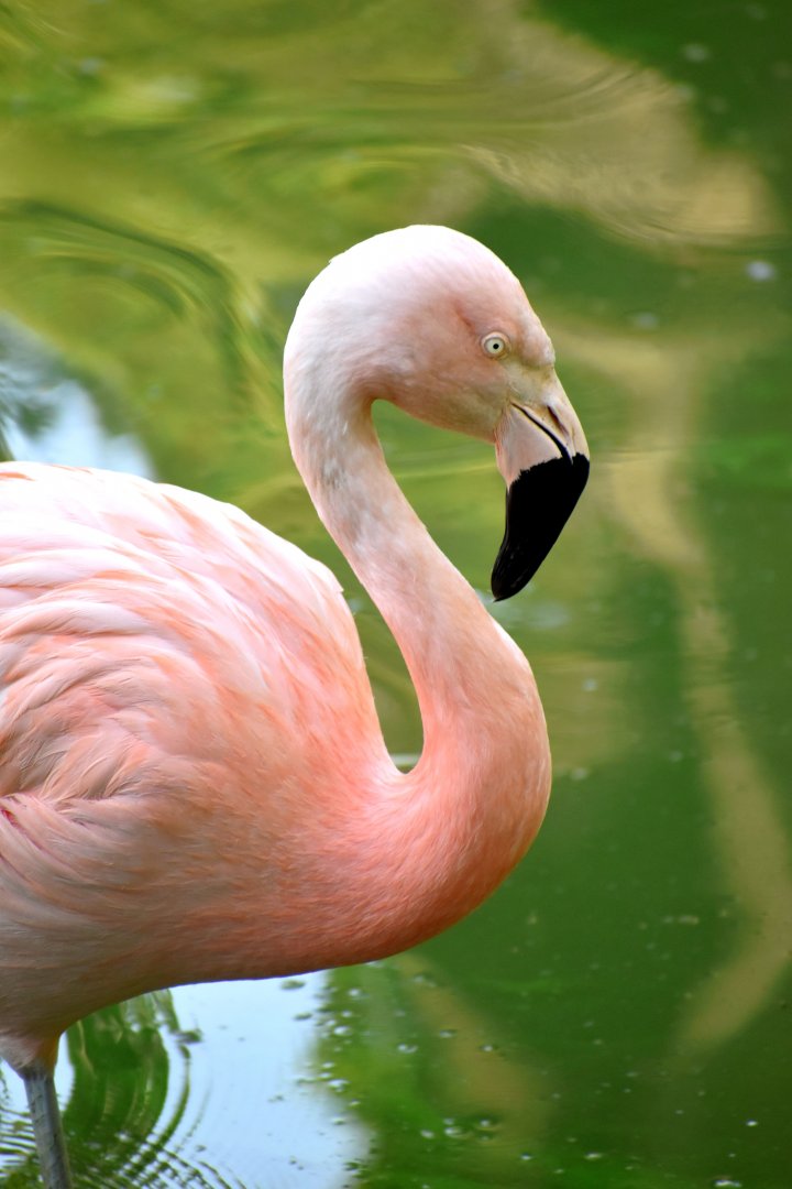 Phoenicopterus chilensis - Chilean Flamingo / Zoo d'Upie 2024