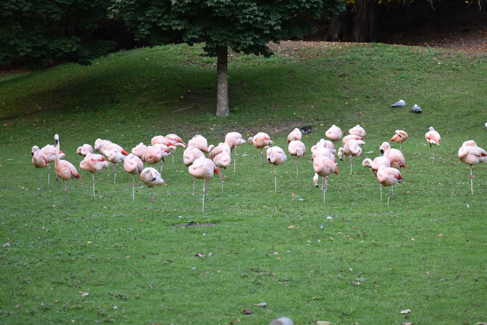 Phoenicopterus chilensis - Chilean Flamingo