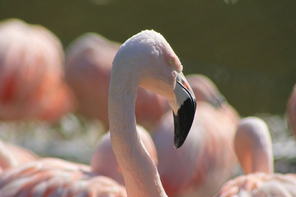 Phoenicopterus chilensis