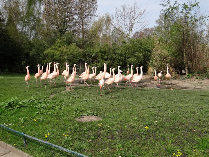 Phoenicopterus chilensis