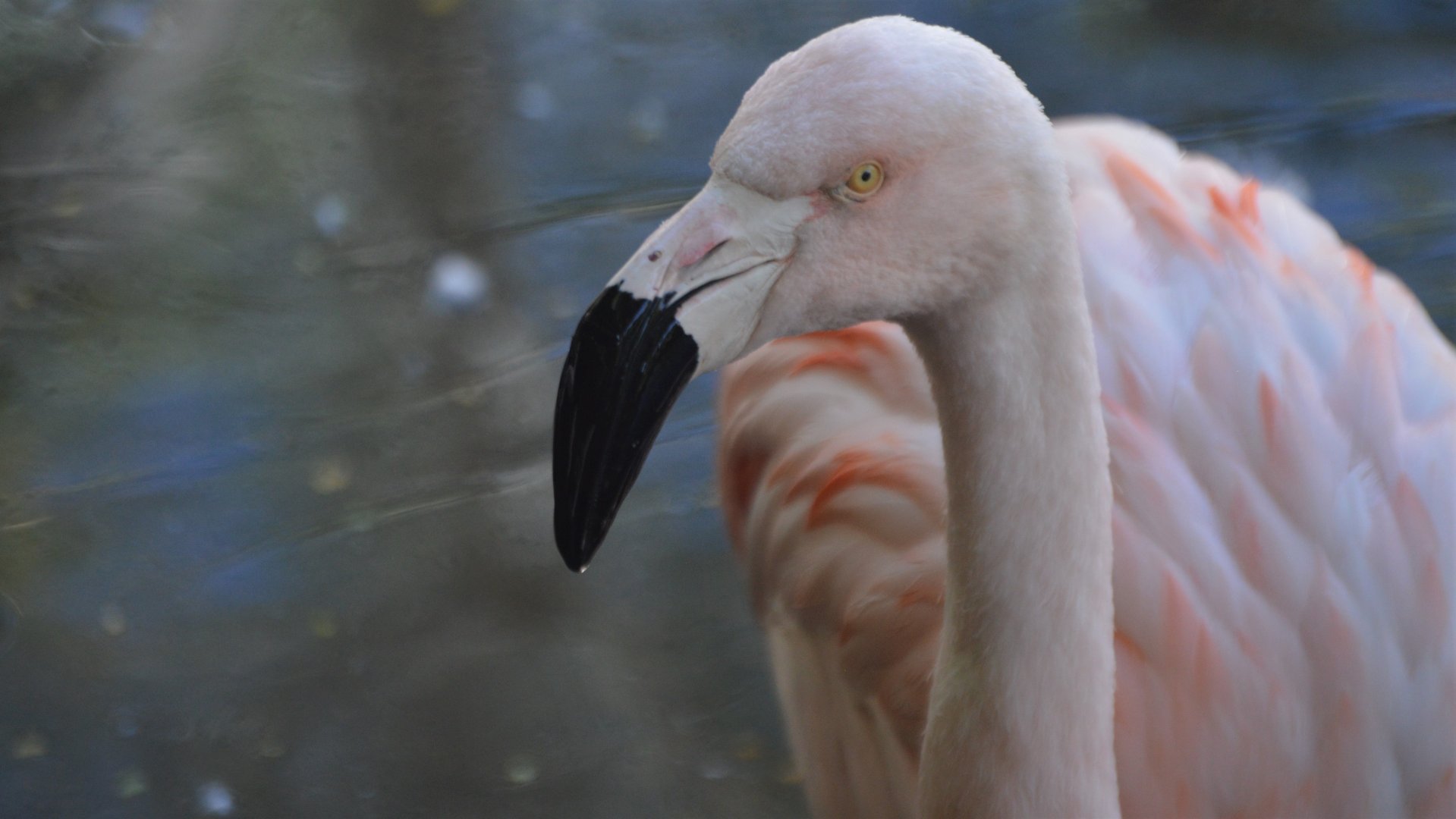 Phoenicopterus chilensis