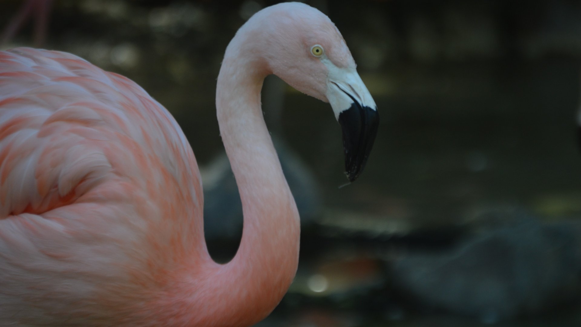 Phoenicopterus chilensis