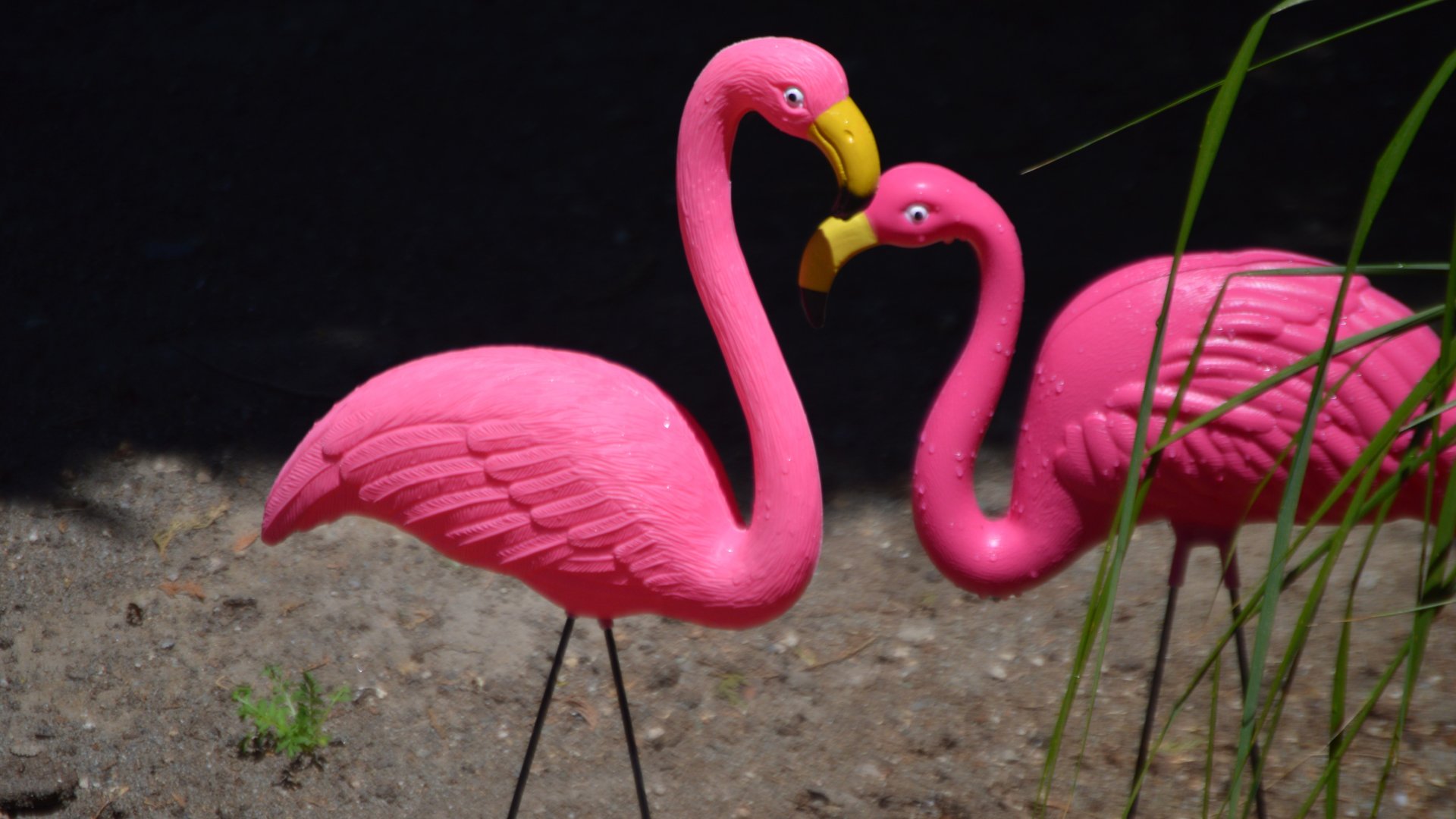 Phoenicopterus plasticus