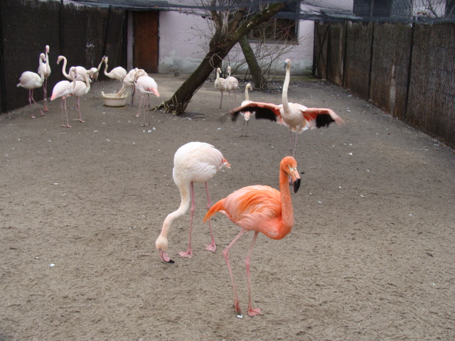 Phoenicopterus r.roseus/Phoenicopterus r.ruber