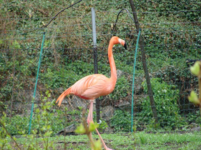 Phoenicopterus r.roseus
