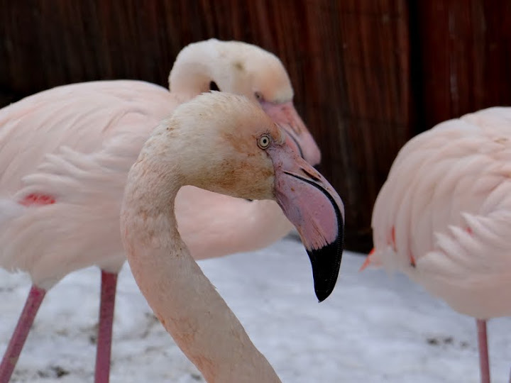 Phoenicopterus r.roseus
