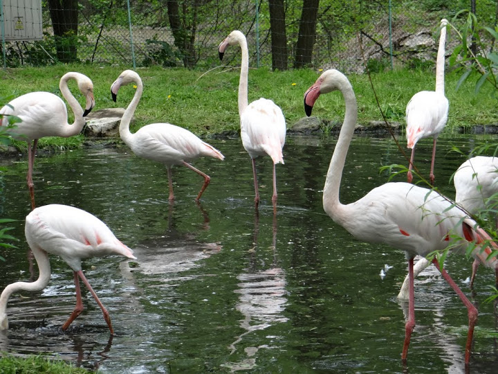 Phoenicopterus r.roseus