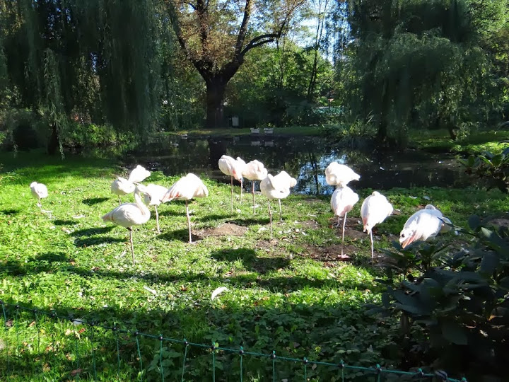 Phoenicopterus r. roseus