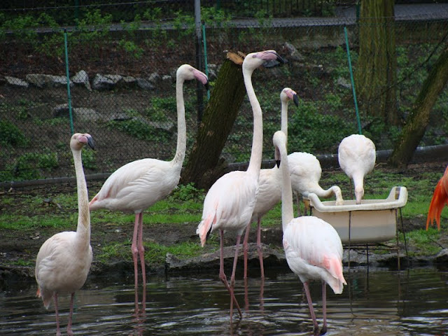 Phoenicopterus r.ruber