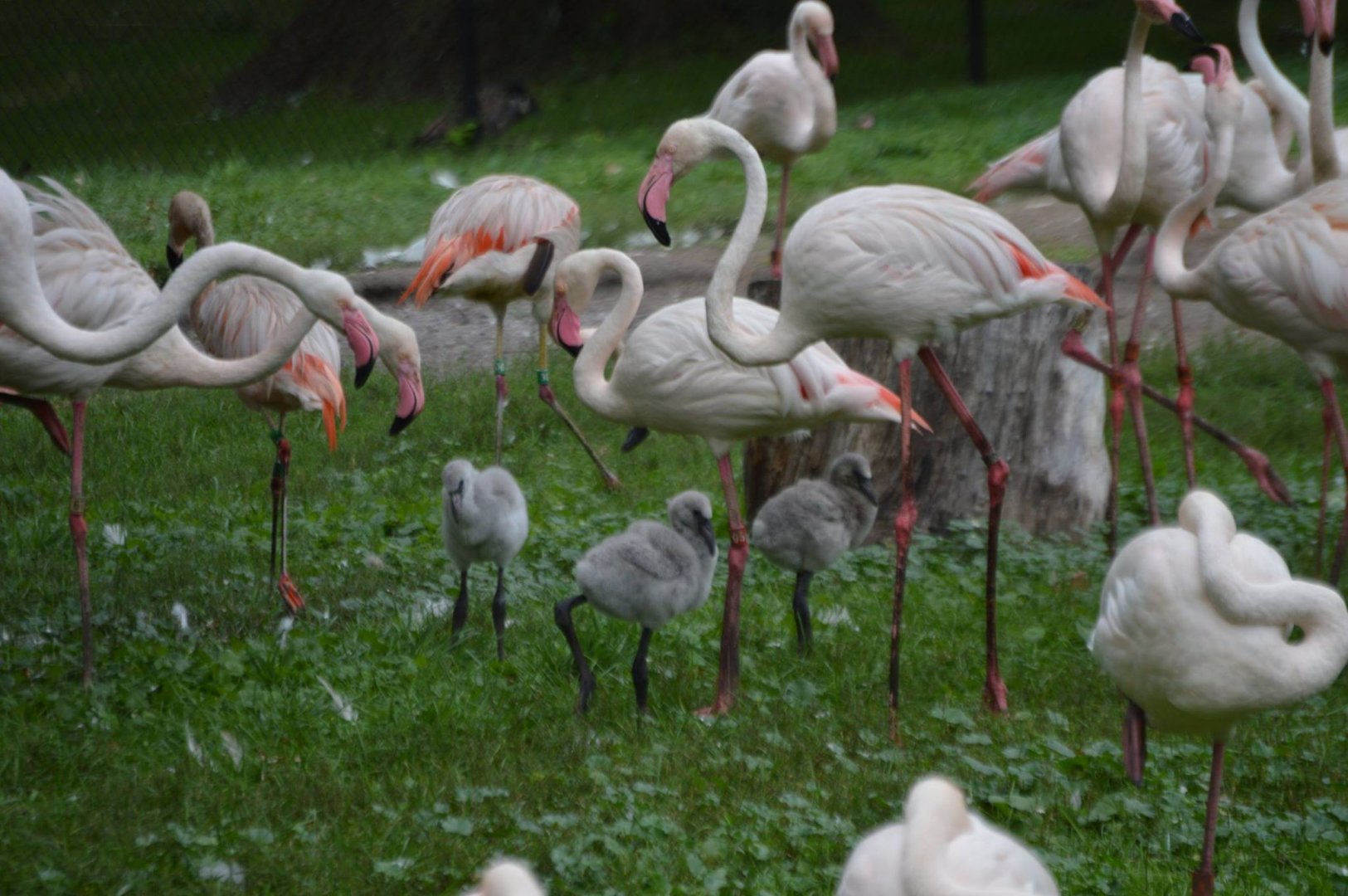 Phoenicopterus roseus adults and chicks