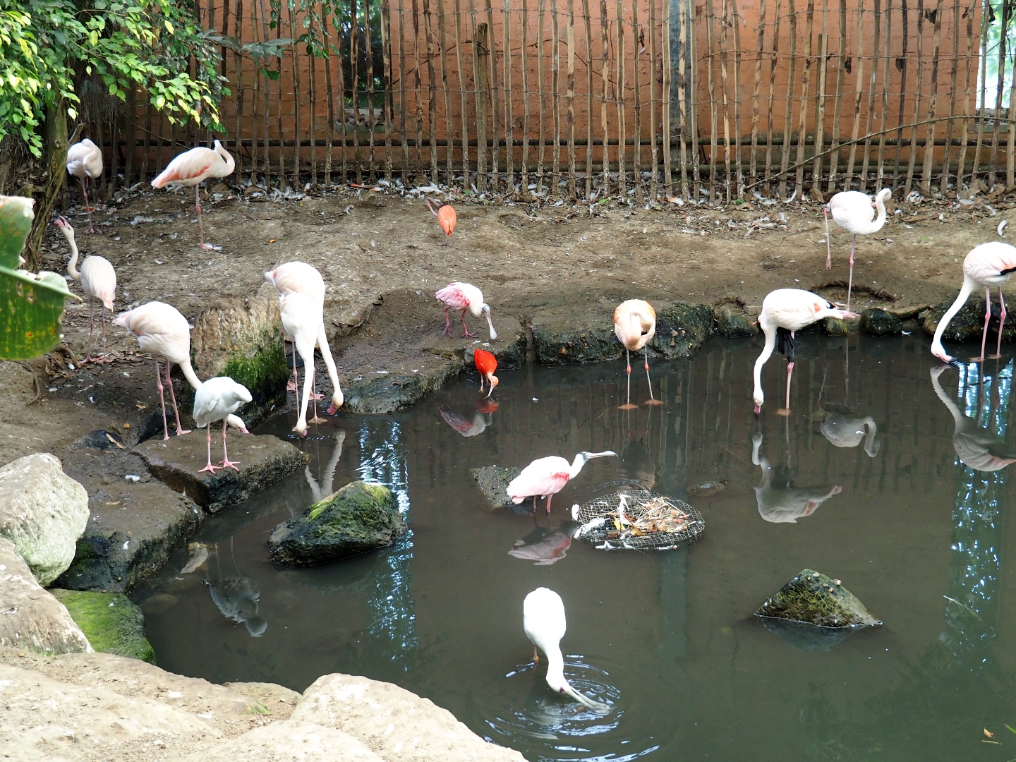 Phoenicopterus roseus, Phoenicopterus chilensis, Eudocimus ruber, Platalea ajaja and Platalea alba (Aug 28th, 2018)