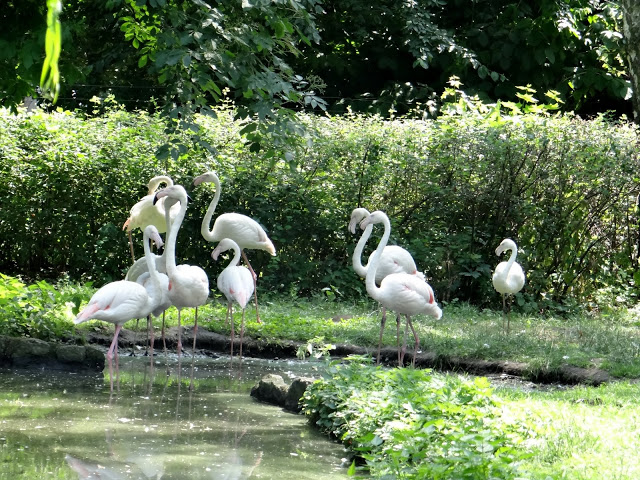 Phoenicopterus roseus