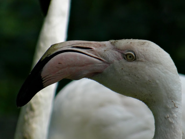 Phoenicopterus roseus