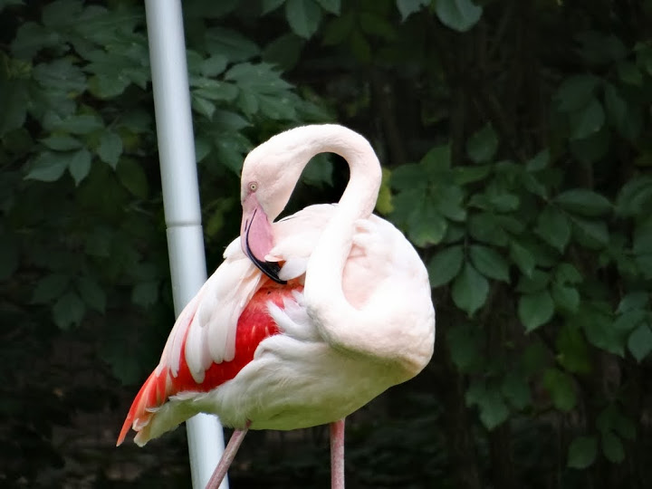 Phoenicopterus roseus