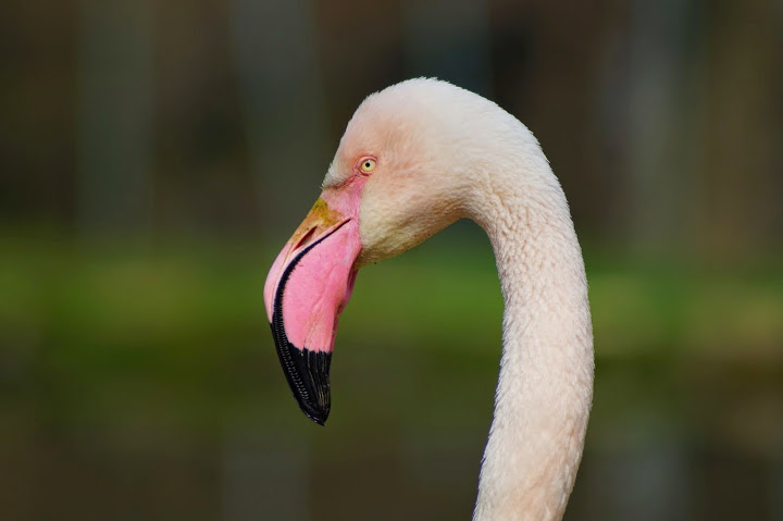 Phoenicopterus roseus