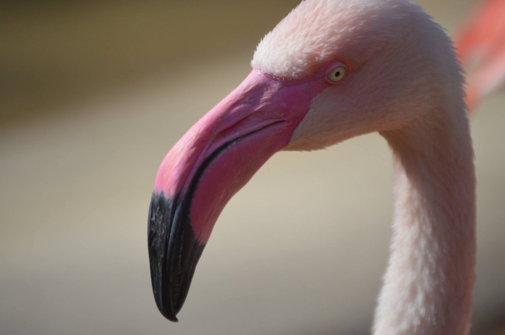 Phoenicopterus roseus