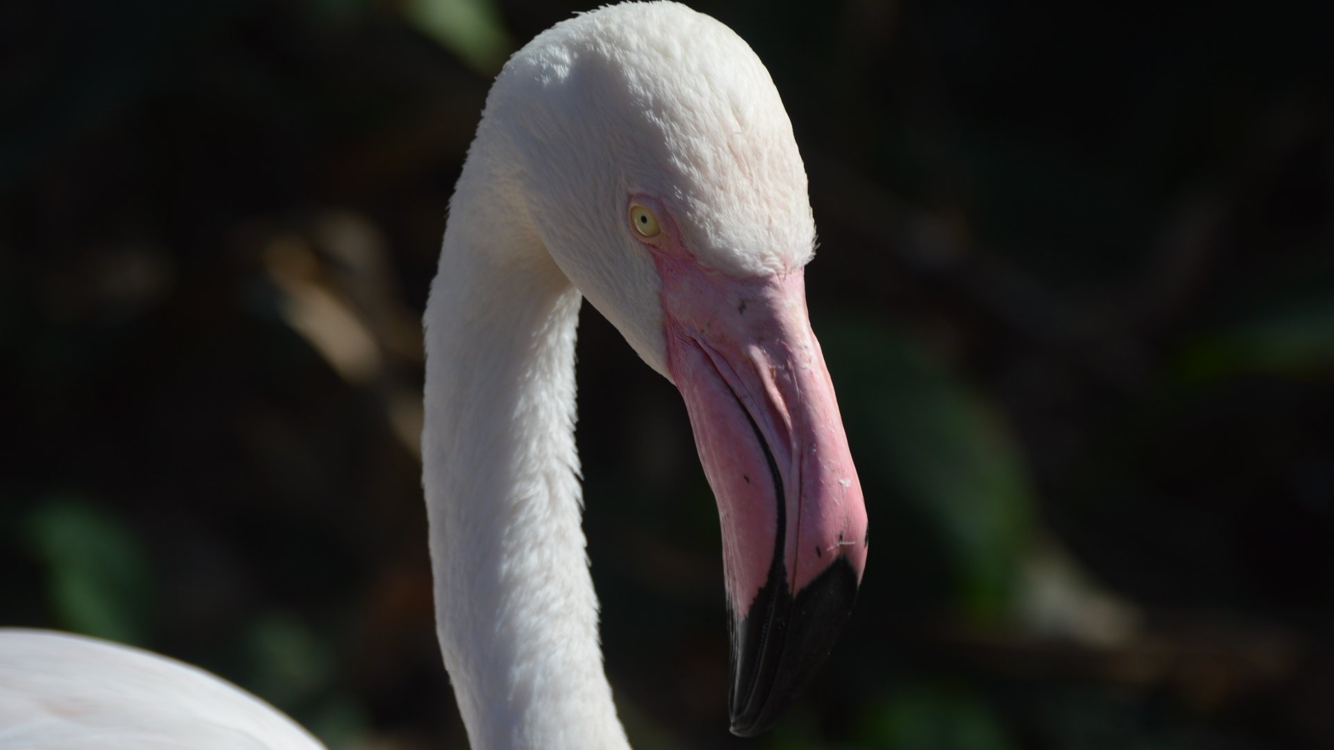 Phoenicopterus roseus