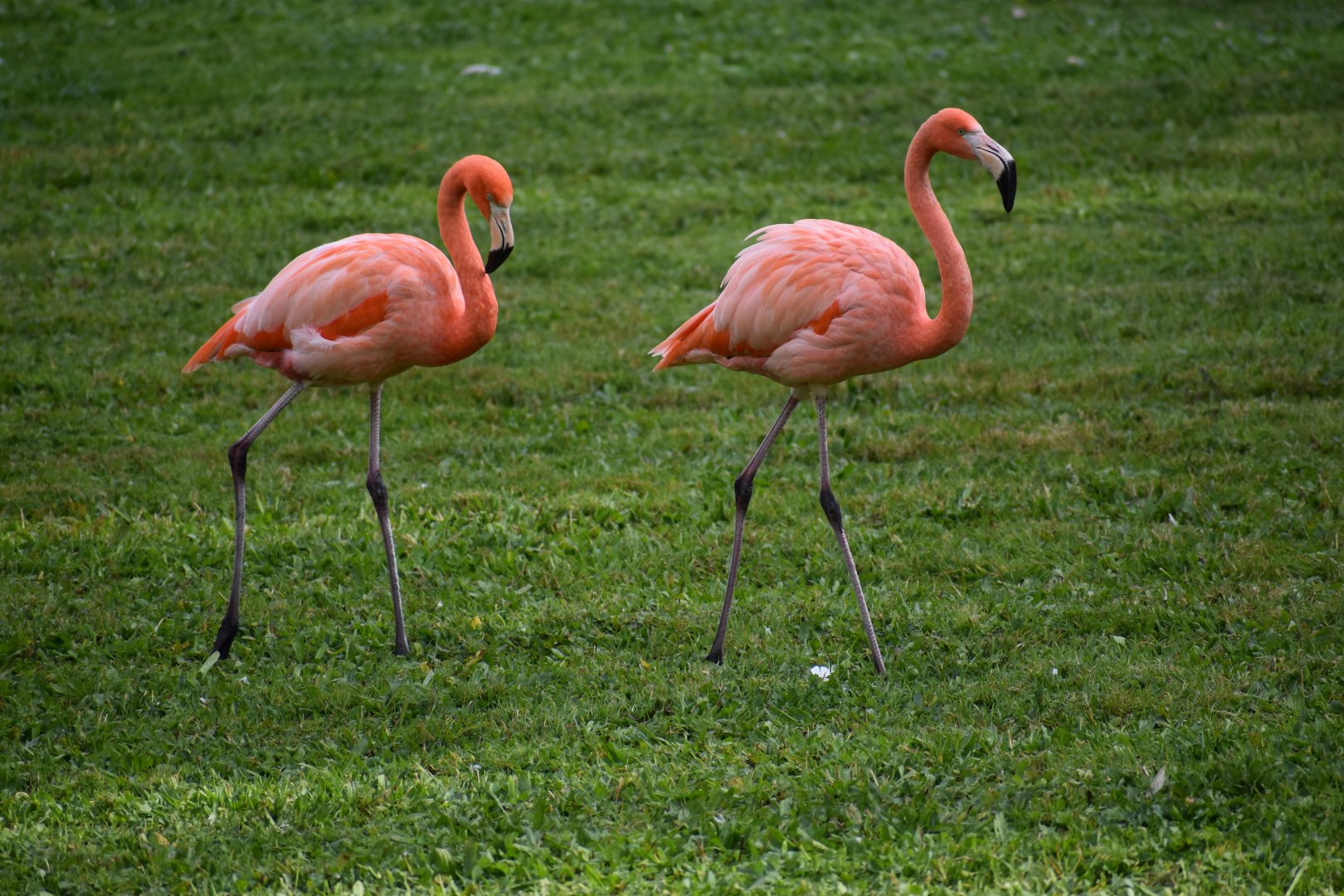 Phoenicopterus ruber - American Flamingo