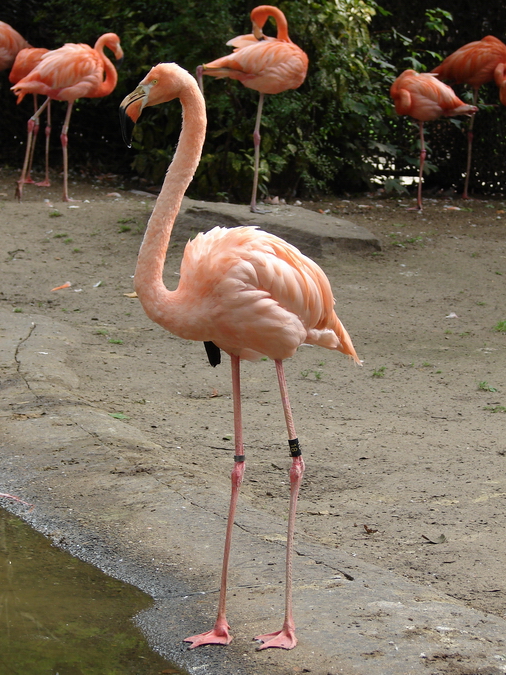 Phoenicopterus ruber ruber / American flamingo