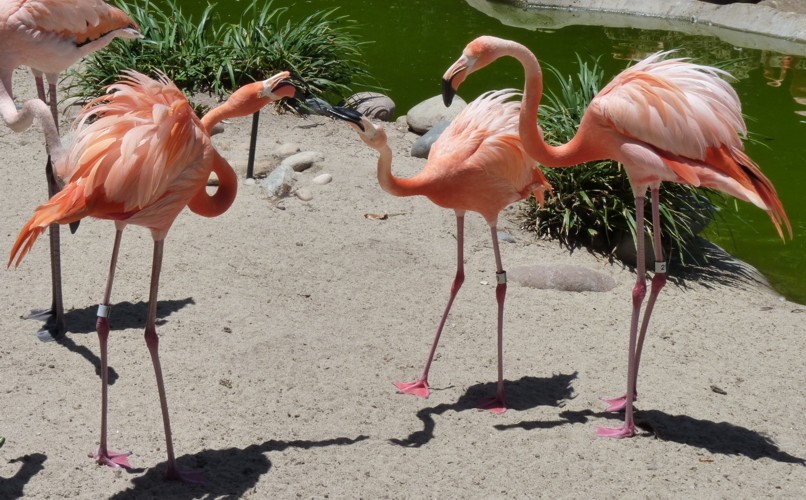 Phoenicopterus ruber