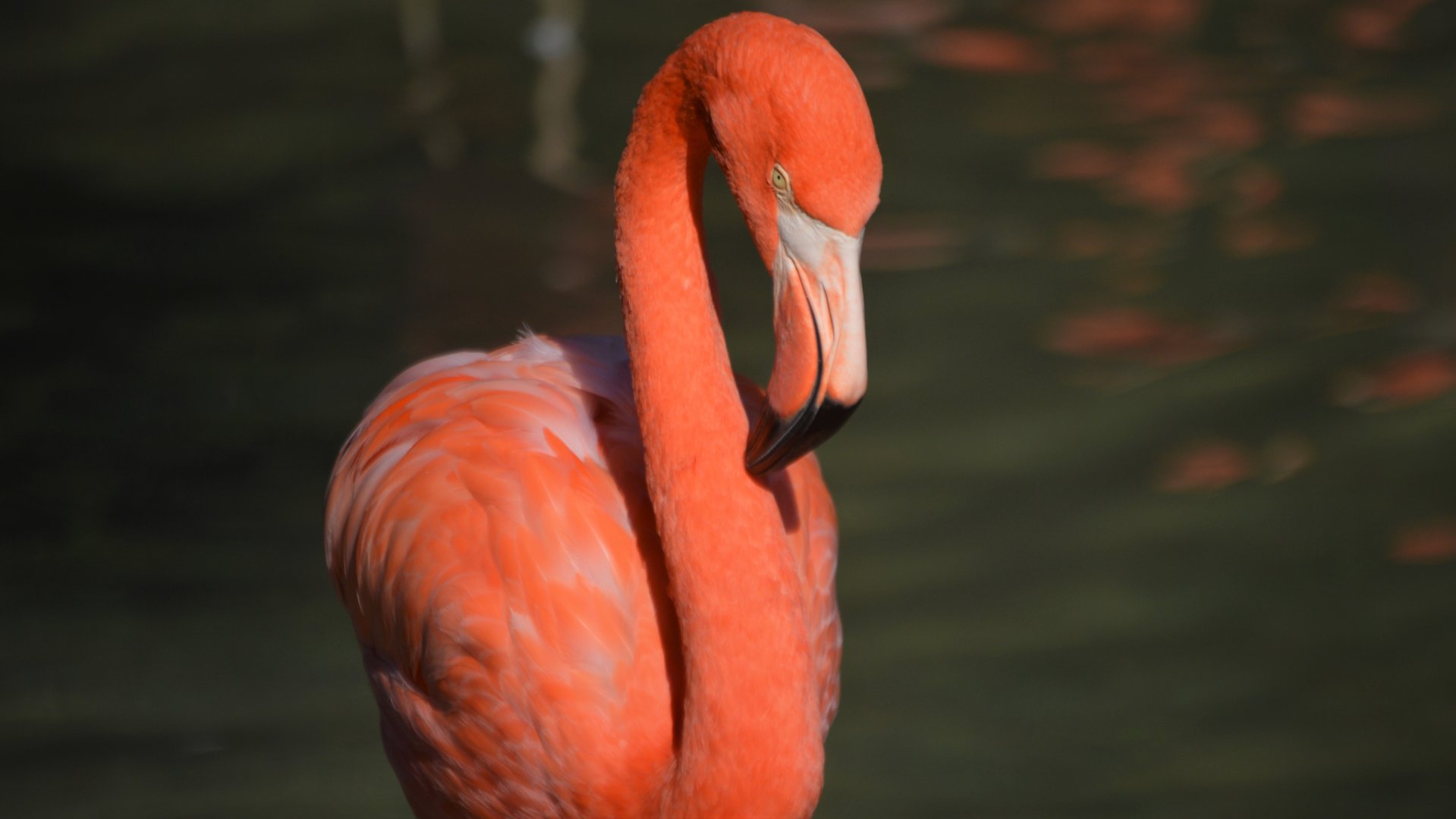 Phoenicopterus ruber