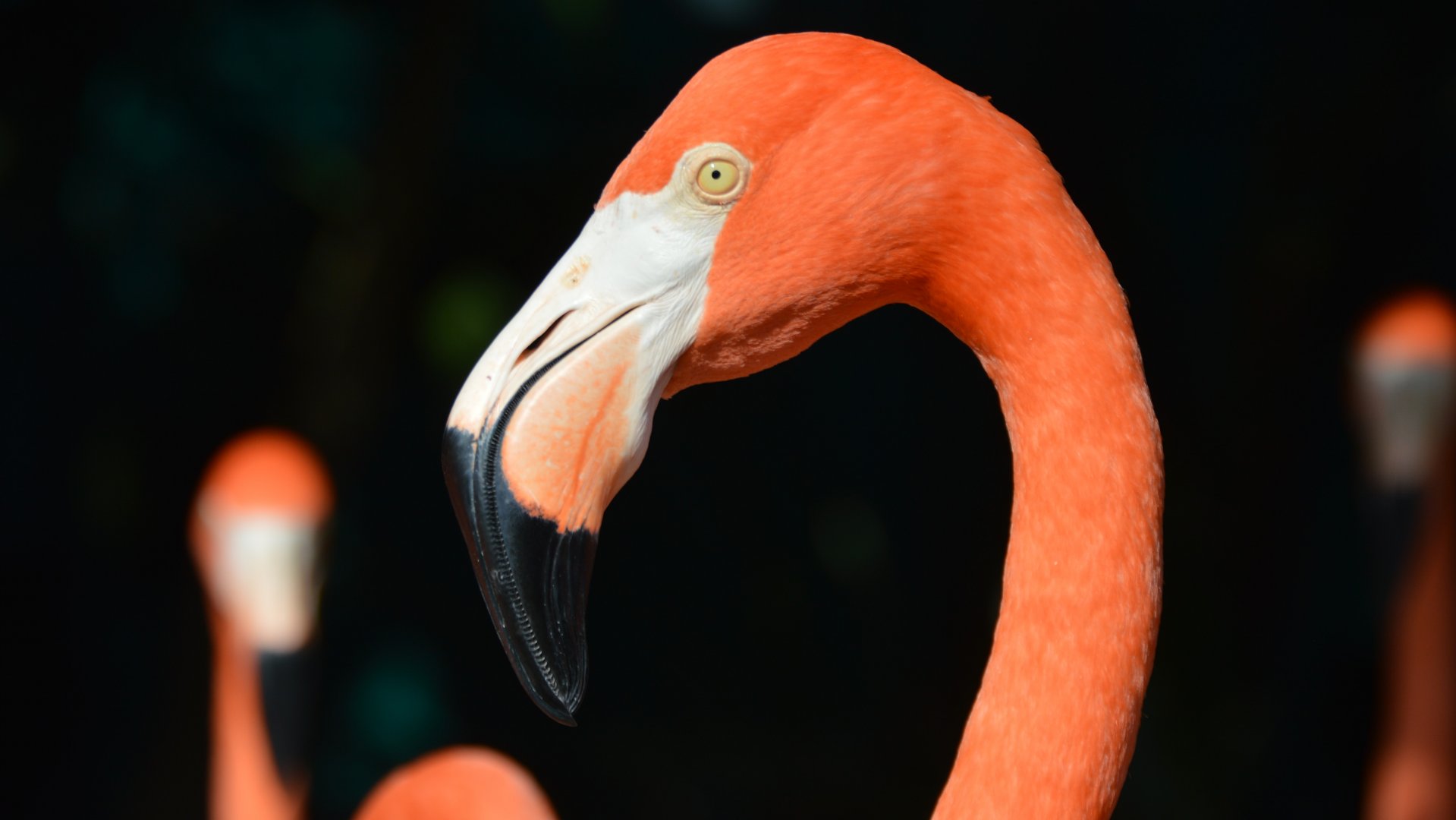 Phoenicopterus ruber