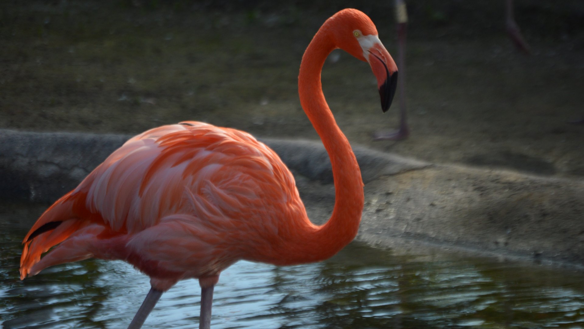 Phoenicopterus ruber