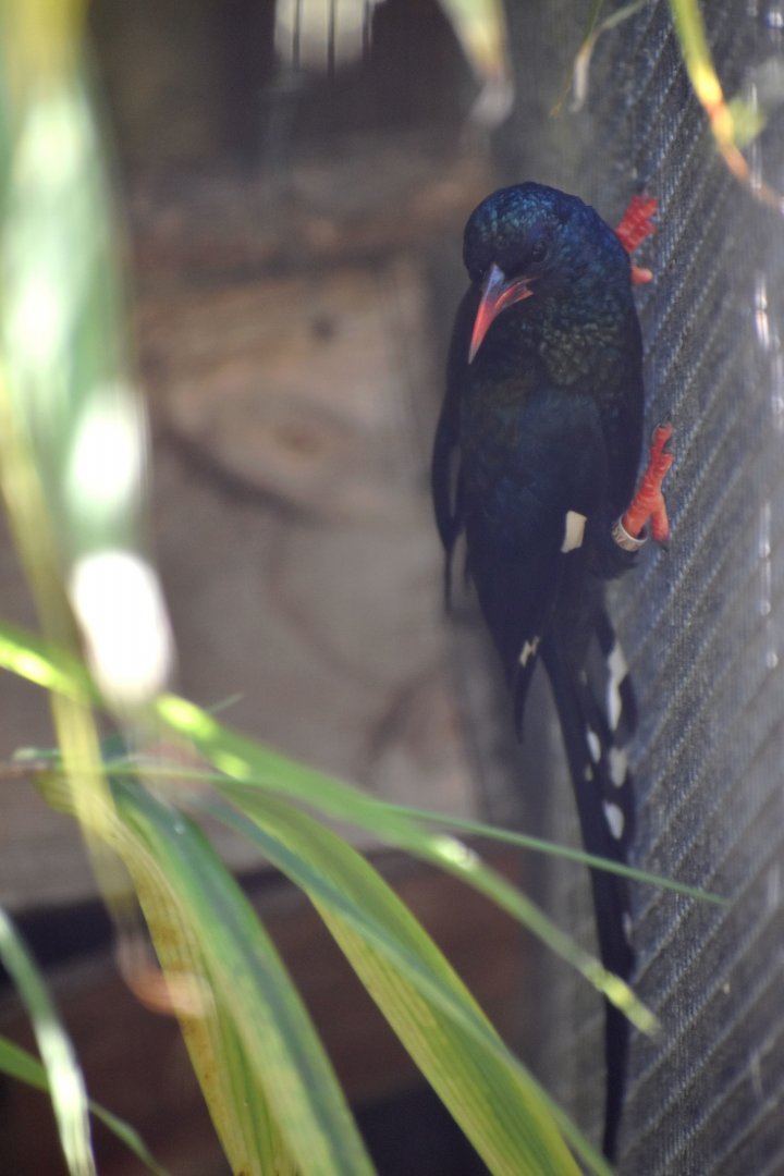 Phoeniculus purpureus - Green Wood Hoopoe / Zoo d'Upie 2024