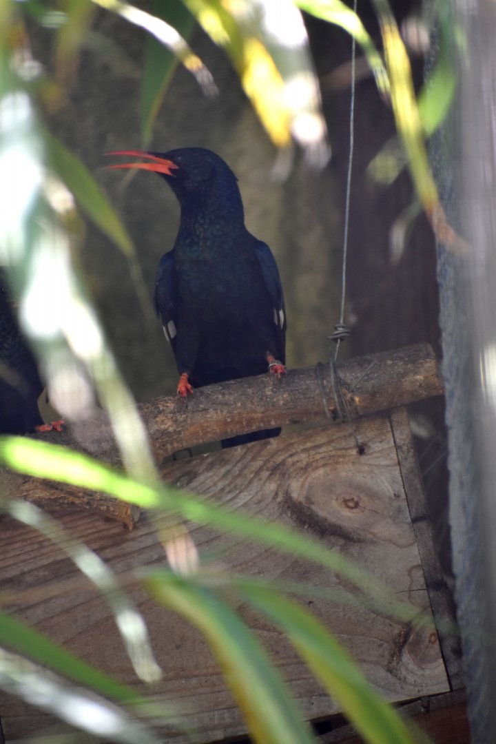 Phoeniculus purpureus - Green Wood Hoopoe / Zoo d'Upie 2024