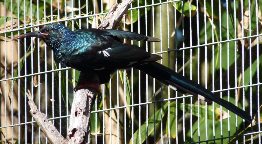 Phoeniculus purpureus