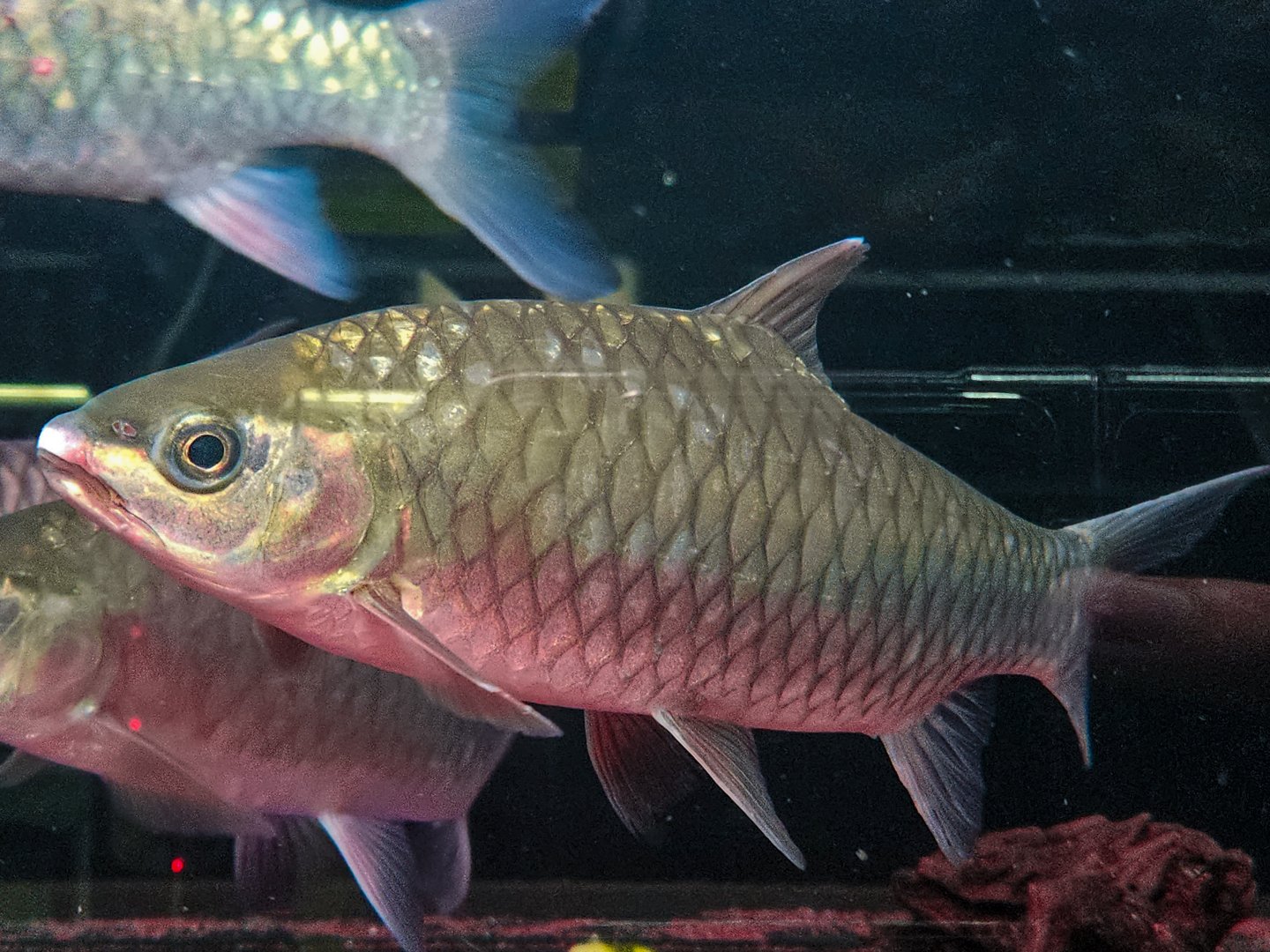 Phoenix Barb (Spinibarbus denticulatus)