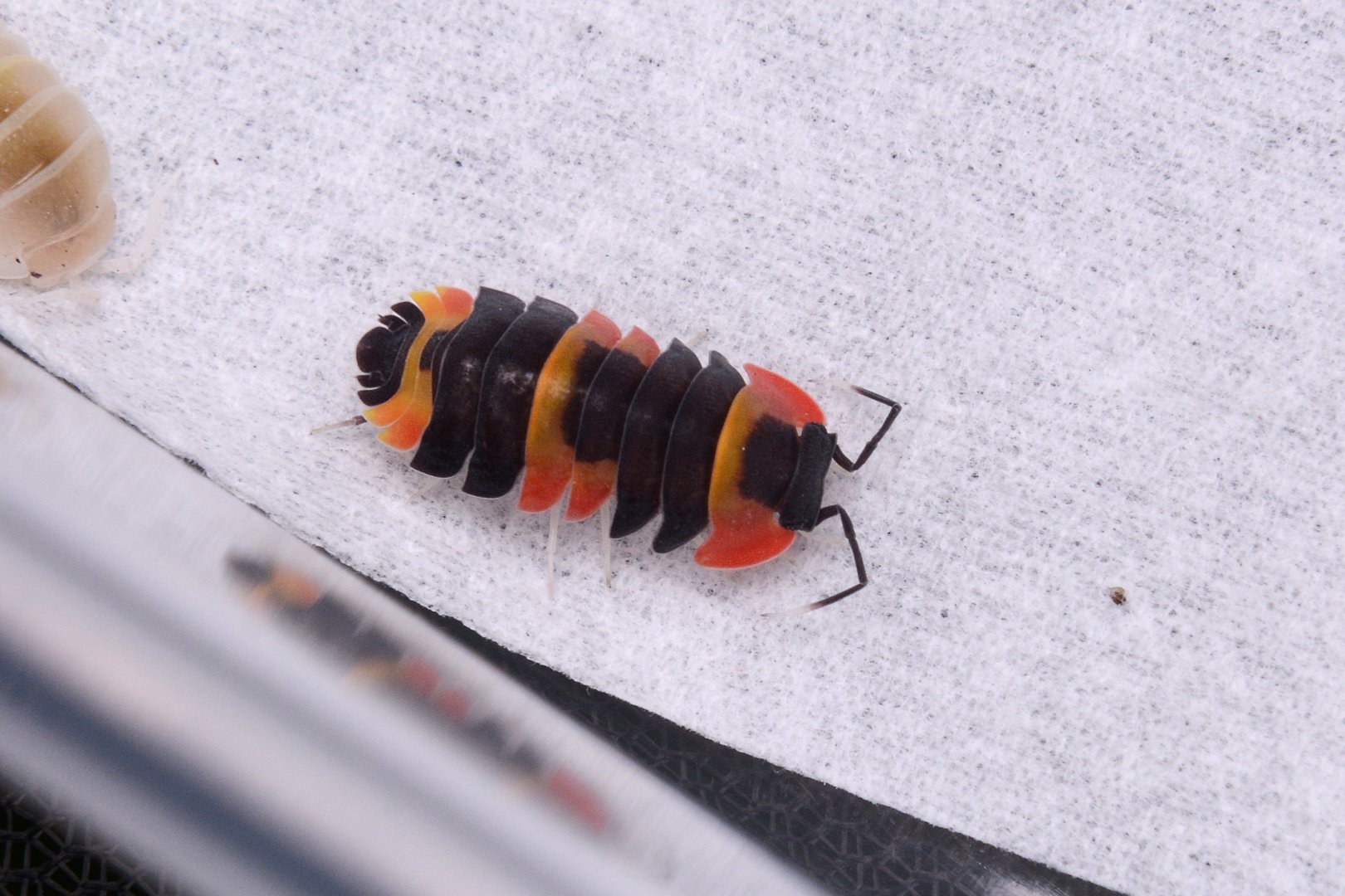 Phoenix isopod (Merulanella sp. 'Phoenix')