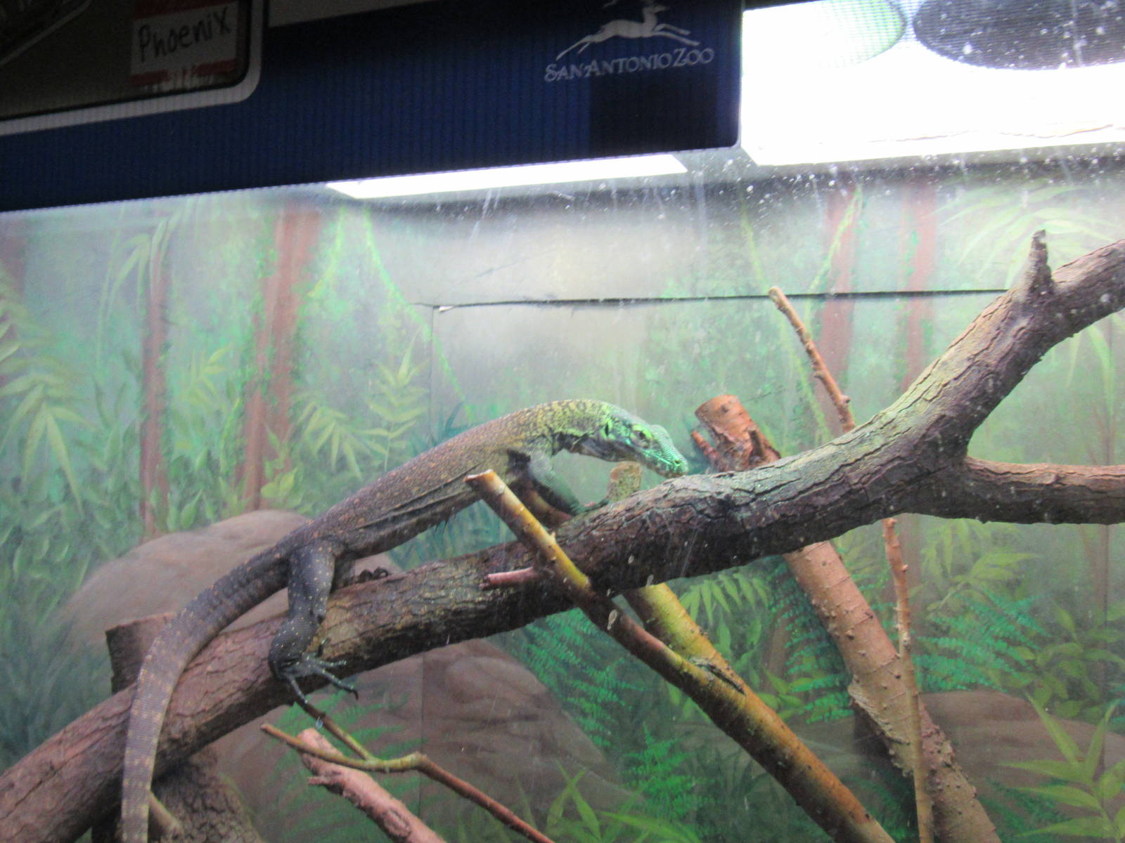 Phoenix the Baby Komodo Dragon