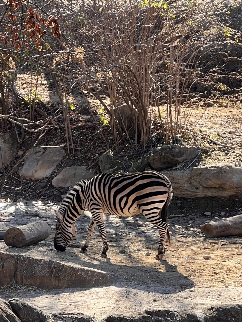 Phoenix the female Plains zebra